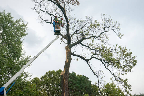 Best Leaf Removal  in Dunlap, OH